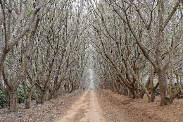 Bello colpo di un percorso nel mezzo di alberi ad alto fusto senza foglie