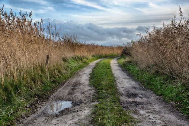 Bello colpo di un percorso nel mezzo di un campo nella campagna