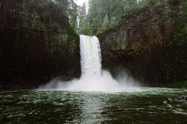 Bello colpo di una cascata nella foresta circondata da alberi ad alto fusto