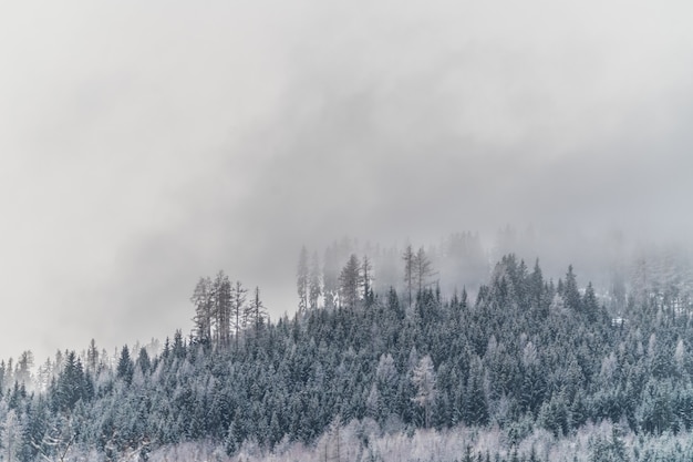 Bello colpo di una collina nevosa con piante e alberi durante un tempo nebbioso