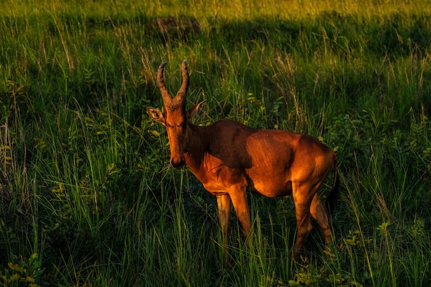 Bello colpo di una condizione più hartebeest in un campo erboso