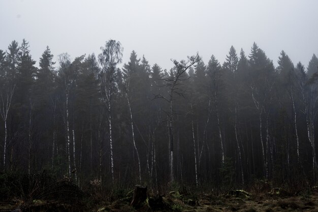 Bello colpo di una foresta con alberi ad alto fusto e piante con un cielo nebbioso