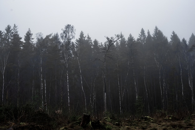 Bello colpo di una foresta con alberi ad alto fusto e piante con un cielo nebbioso