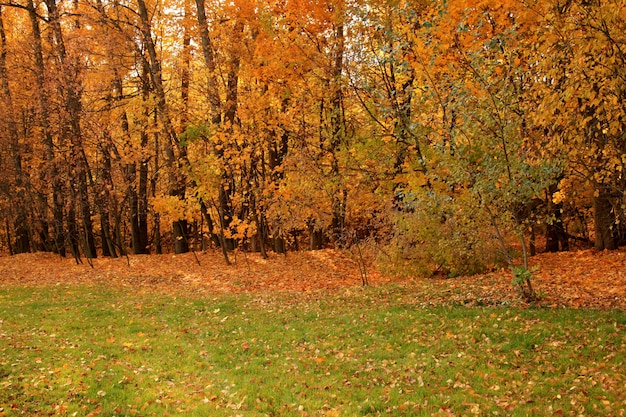 Bello colpo di una foresta con gli alberi e le foglie di autunno gialle sulla terra in Russia