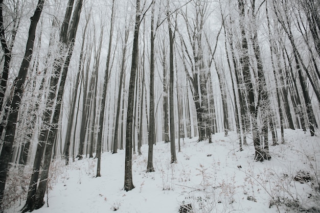 Bello colpo di una foresta con gli alberi nudi alti coperti di neve in una foresta