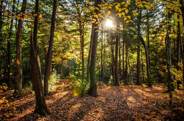 Bello colpo di una foresta con gli alberi verdi e le foglie di giallo sulla terra un giorno soleggiato