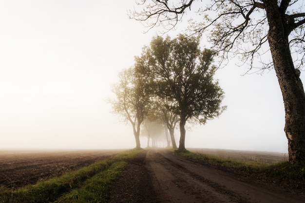 Bello colpo di una strada in una zona rurale con alberi