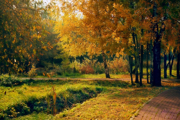 Bello colpo di una via in mezzo agli alberi nel parco di Sviblovo alla Russia