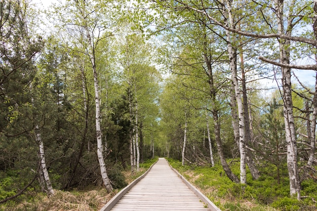 Bello colpo di una via stretta verde che conduce ad una piacevole passeggiata mattutina a Schwarzwald, Germania