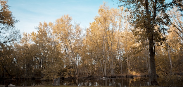 Bello colpo di uno stagno vicino agli alberi coperti di foglie gialli alti con un cielo blu nei precedenti