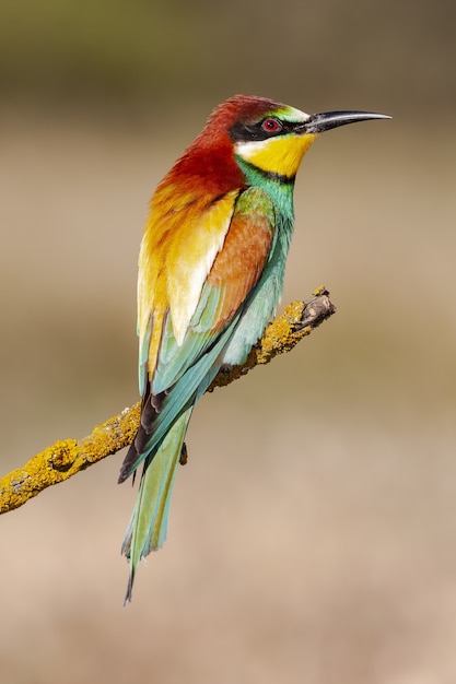 Bello colpo verticale del primo piano di un coloratissimo Gruccione