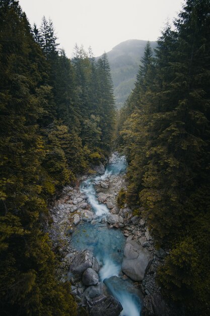 Bello colpo verticale di un fiume che scorre fra gli alberi e le pietre