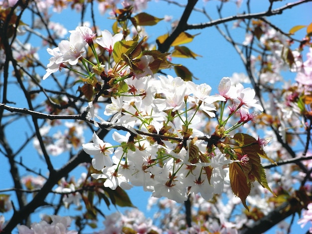 Bello concetto della primavera botanica del fiore del fiore