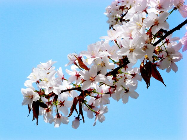 Bello concetto della primavera botanica del fiore del fiore