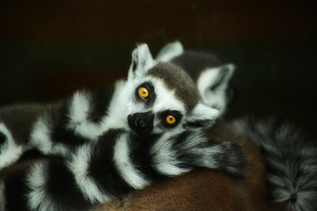 Bello dei simpatici lemuri dalla coda ad anelli che fissano intensamente