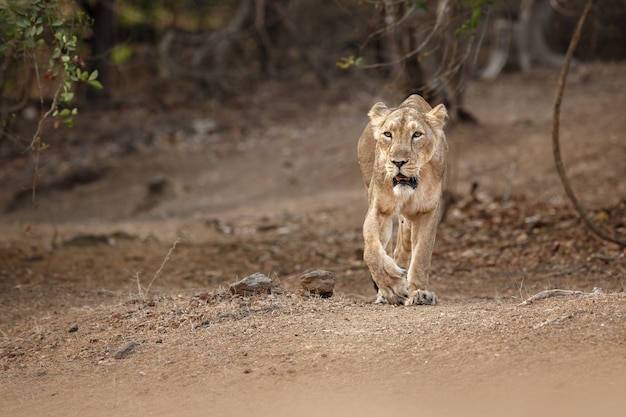 Bello e raro leone asiatico maschio nell'habitat naturale nel parco nazionale di Gir in India