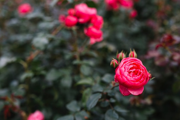 Bello fiore rosa della peonia in giardino