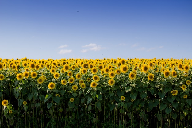 Bello giacimento del girasole con un chiaro cielo blu