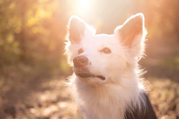 Bello giovane cane alla luce del giorno