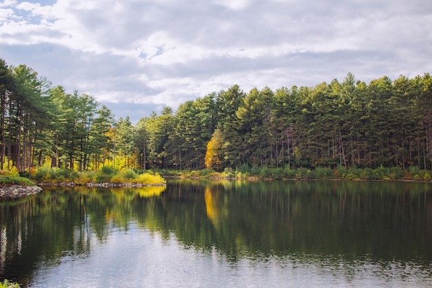 Bello lago in una foresta con le riflessioni degli alberi nell'acqua e nel cielo nuvoloso