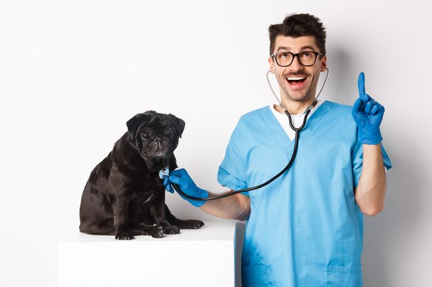 Bello medico veterinario sorridente, esaminando l'animale domestico nella clinica veterinaria, controllando il cane carlino con lo stetoscopio, puntando il dito verso l'insegna promozionale, sfondo bianco.