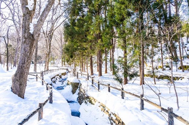 Bello paesaggio all&#39;aperto della natura con l&#39;albero nella stagione invernale della neve a Hokkaido