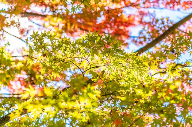 Bello paesaggio con l&#39;albero della foglia di acero nella stagione di autunno
