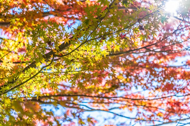 Bello paesaggio con l&#39;albero della foglia di acero nella stagione di autunno