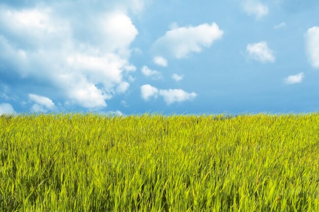 Bello paesaggio con prato e cielo