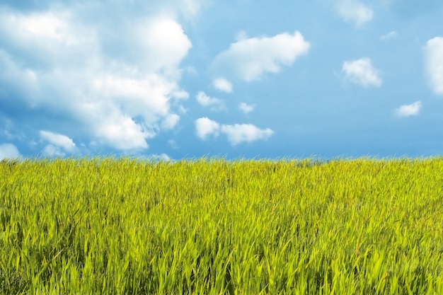 Bello paesaggio con prato e cielo