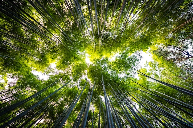 Bello paesaggio del boschetto di bambù nella foresta a Arashiyama Kyoto