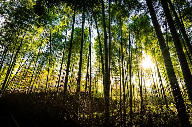 Bello paesaggio del boschetto di bambù nella foresta a Arashiyama Kyoto