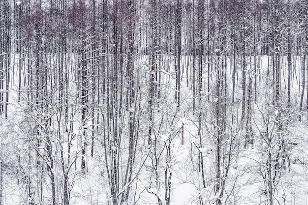 Bello paesaggio del gruppo del ramo di albero nell&#39;inverno della neve