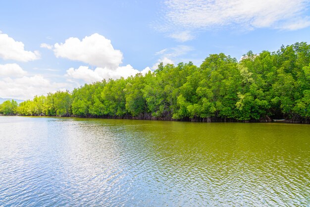 Bello paesaggio della foresta della mangrovia in Tailandia