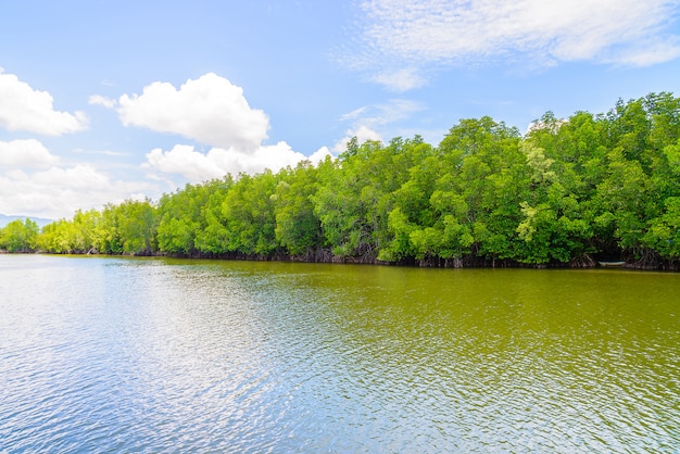 Bello paesaggio della foresta della mangrovia in Tailandia