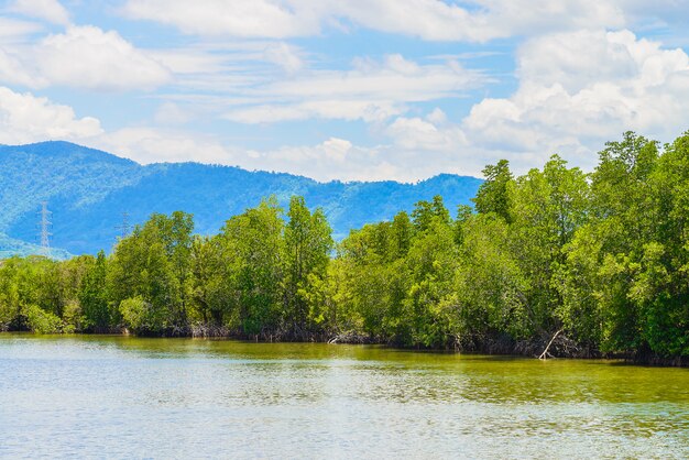 Bello paesaggio della foresta della mangrovia in Tailandia