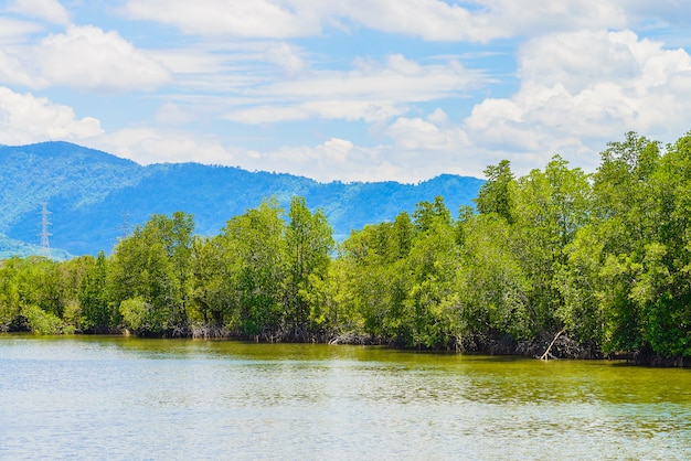 Bello paesaggio della foresta della mangrovia in Tailandia