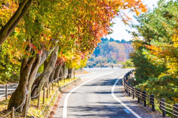 Bello paesaggio della strada nella foresta con l'albero di acero