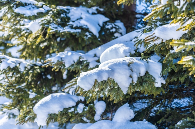 Bello paesaggio naturale all&#39;aperto con l&#39;albero di Natale