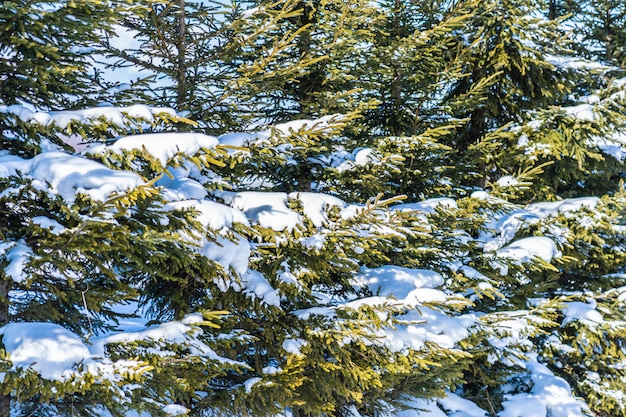 Bello paesaggio naturale all&#39;aperto con l&#39;albero di Natale