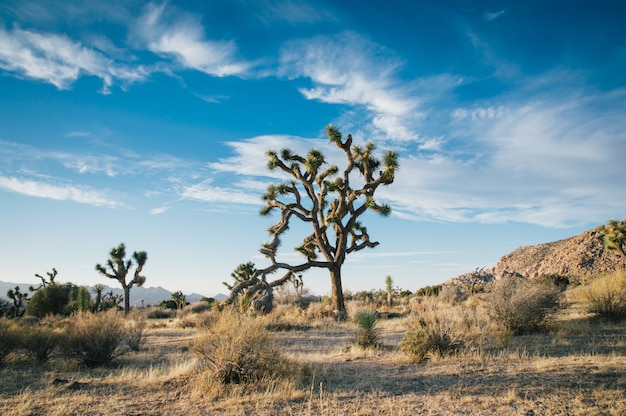 Bello paesaggio sparato degli alberi del deserto in un campo asciutto con stupefacente cielo blu nuvoloso