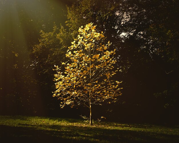 Bello piccolo albero con le foglie di autunno che crescono nel parco sotto la luce solare