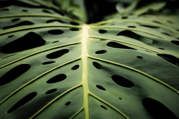 Bello primo piano della foglia tropicale