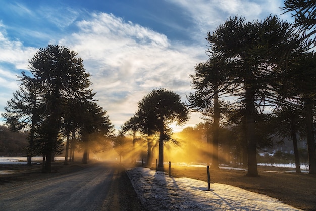 Bello scatto di luce solare in una foresta in una giornata invernale