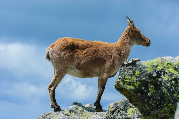 Bello scatto di un cervo dalla coda bianca in montagne rocciose