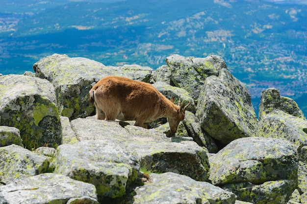 Bello scatto di un cervo dalla coda bianca in montagne rocciose