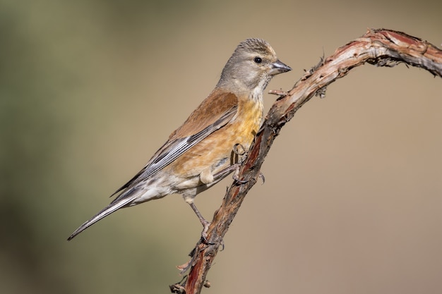 Bello scatto di un Linnet comune maschio (Linaria cannabina) su un ramo di un albero