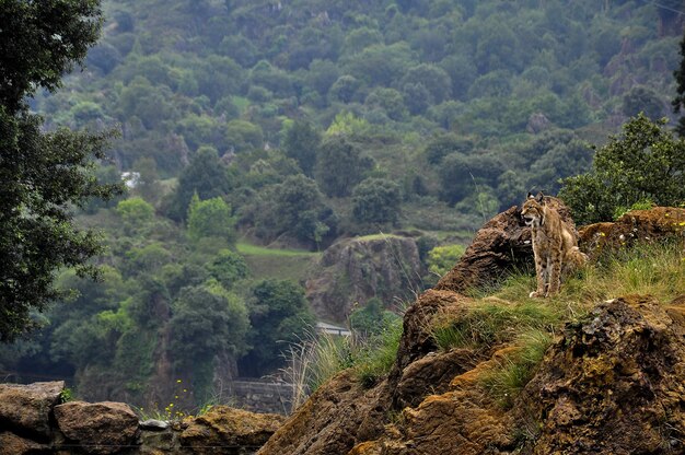 Bello scatto di un paesaggio boscoso a Lince durante il giorno