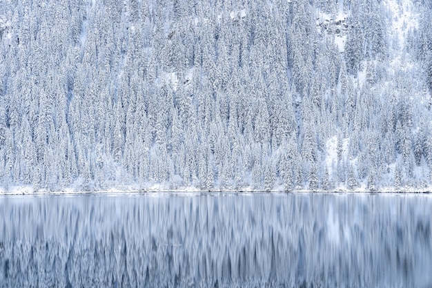 Bello scatto di un riflesso di alberi coperti di neve nel lago