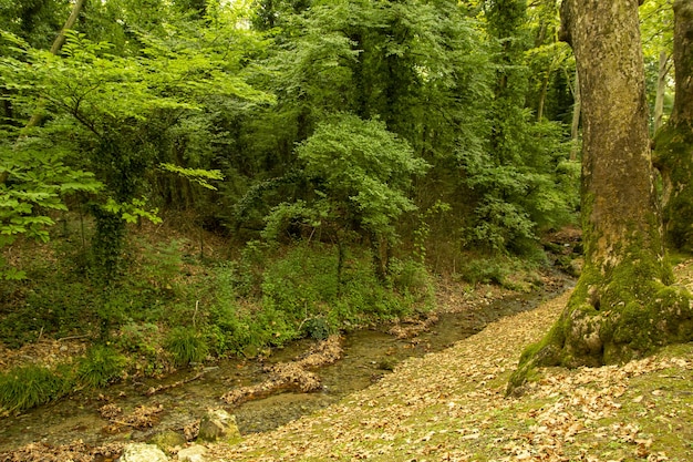 Bello scatto di un ruscello che scorre attraverso una fitta foresta